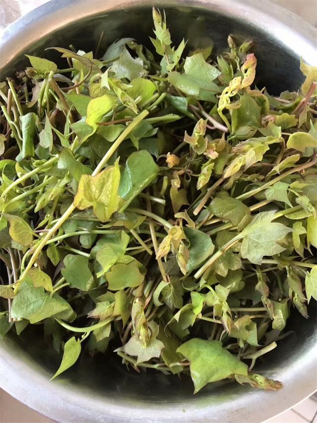 承德兴隆花市连全农家院挖野菜,采野果,五一休闲正当时!