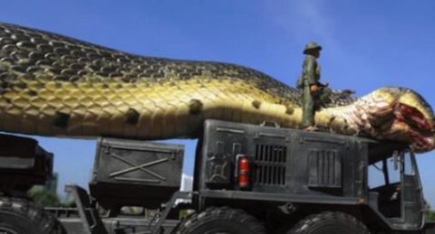世界上最大的蛇是什么蛇?