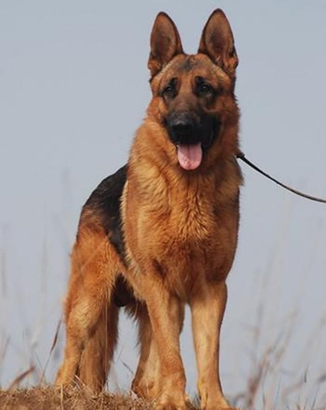 德国牧羊犬幼犬多少钱一只?