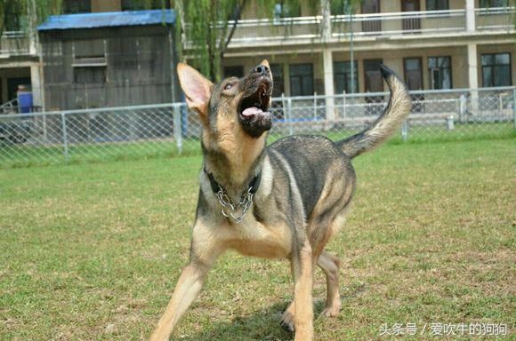 想养一条狼狗,德国牧羊犬和昆明犬哪种更适合家养?