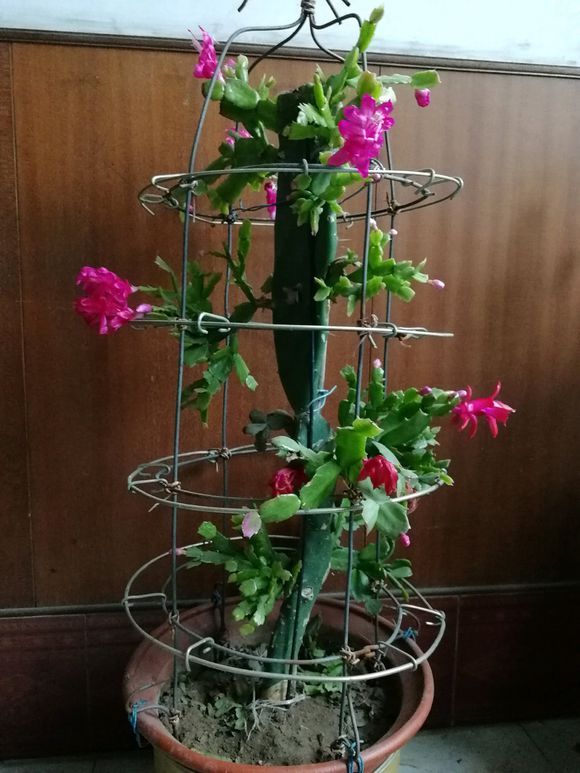 三棱柱嫁接蟹爪兰视频 图片合集