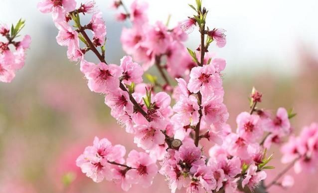 家里摆什么植物招财--插桃花 广东人在春节会有插桃花的传统,所谓一