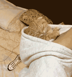 才发现自己活的不如猫啊~羡慕这些心安理得享受快乐喵