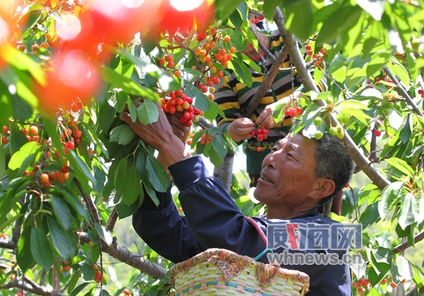 樱桃季到了,采摘游攻略看这里