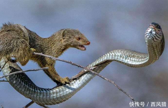 蜜獾喜欢吃蛇,一看到蛇他们就会主动进攻,眼镜王蛇,曼巴蛇这样的剧毒
