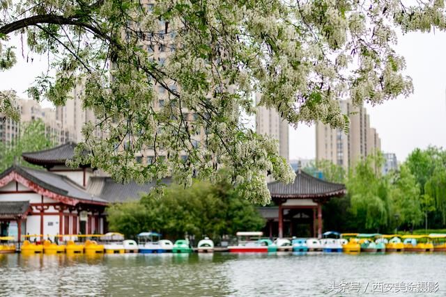 阳春三月槐花香,看西安最美的两座免费公园:兴庆公园vs丰庆公园