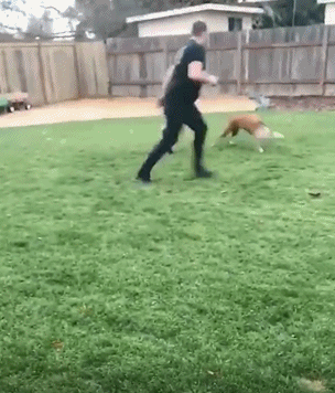 搞笑gif:遛狗却被拉到泳池里,再也不敢让孩子单独和狗狗玩了