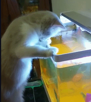 喵星人和金鱼恋爱,猫咪跳进鱼缸问金鱼:你感动吗?金鱼