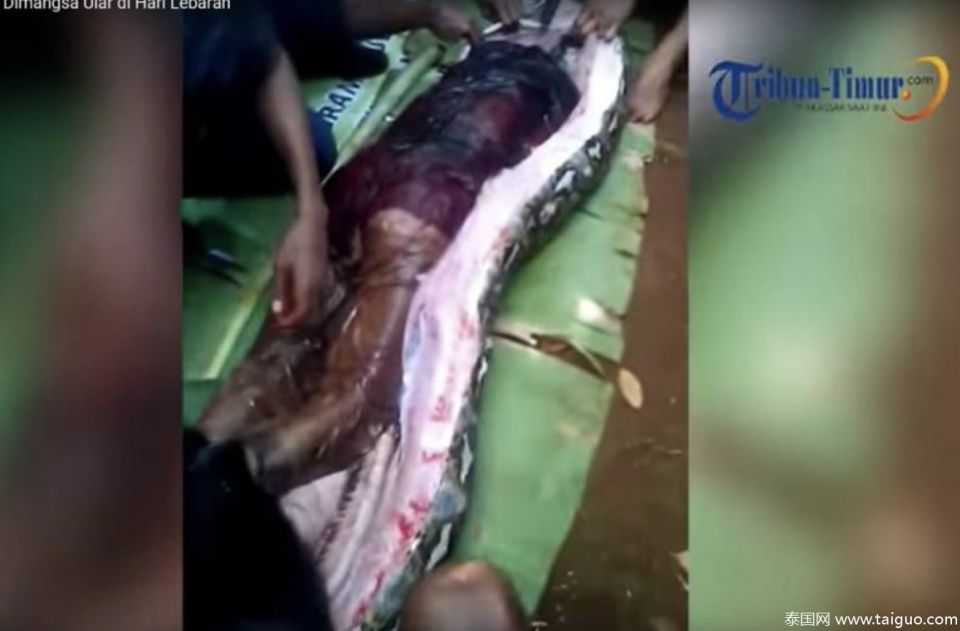 印尼女子被巨蟒生吞 剖开蛇腹找到全尸