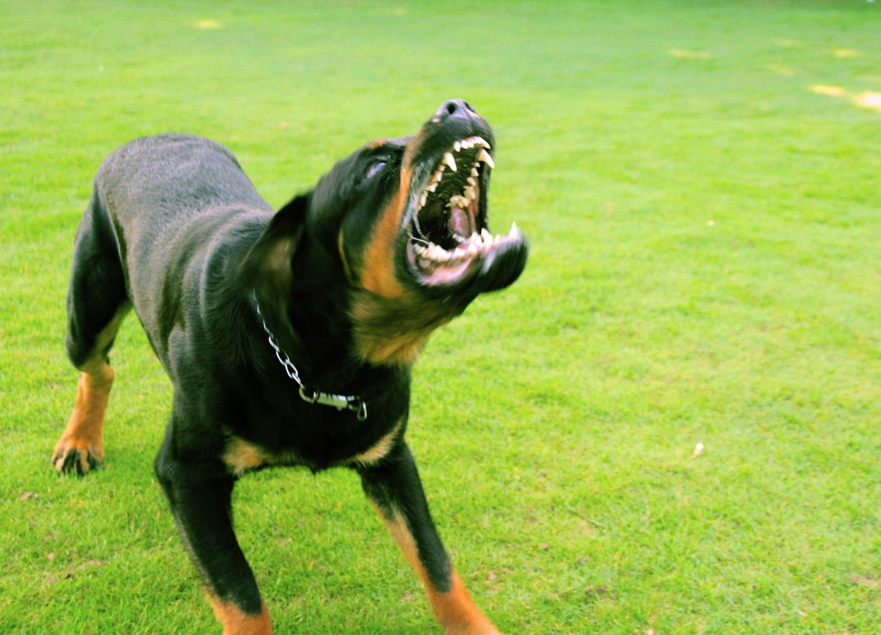 北京买罗威纳犬哪里好?爱乐名犬最值得信赖的买狗平台