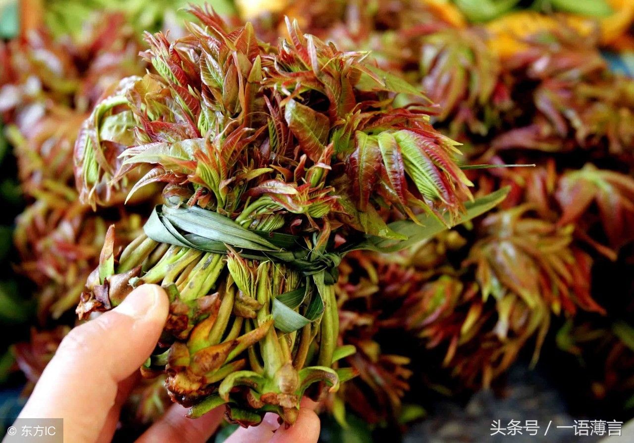 有些人接受不了香椿的味道,但是香椿有清热解毒的功效.