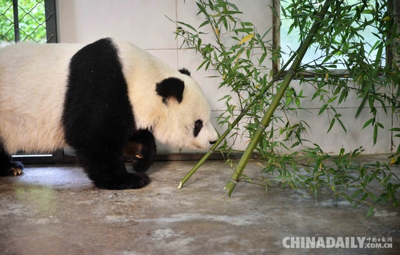 旅美大熊猫"高高"返回中国四川