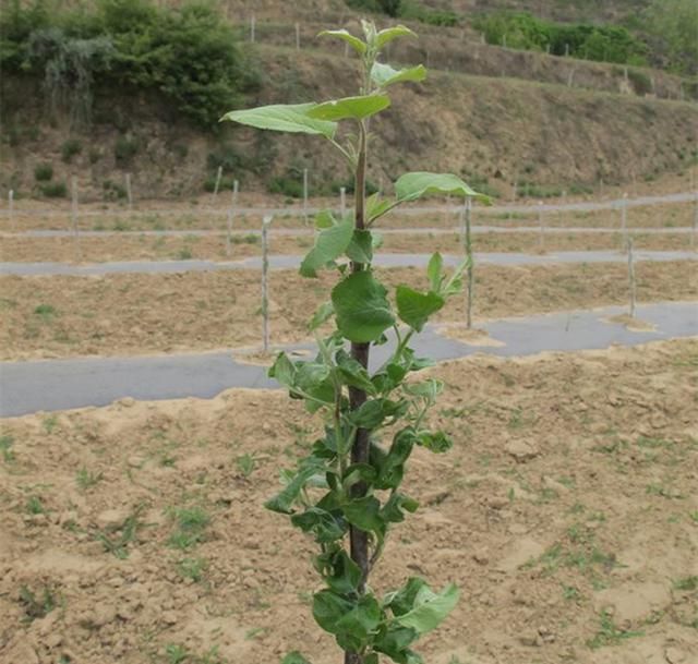 苹果树栽培技术|苹果建园幼树栽植管理技术-北京时间