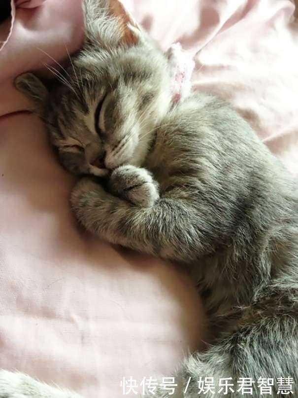 疲力尽,闭着眼睛呼呼大睡时的样子总是令人感到温暖,当可爱的猫咪们在
