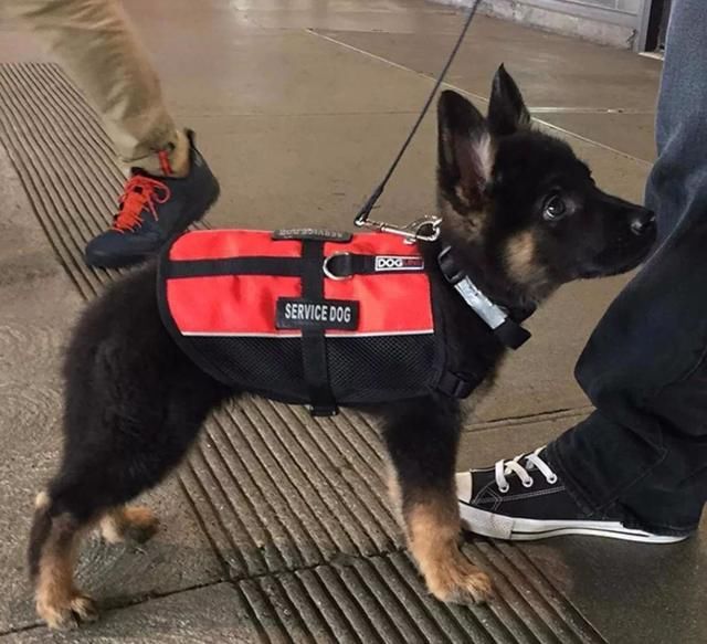 小警犬第一次训练,就是衣服有些不合适.