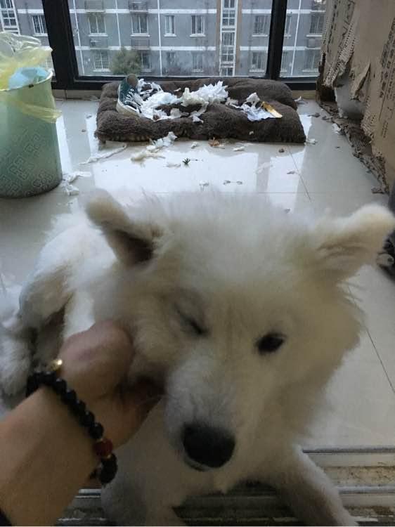 男子求助杀萨摩耶犯法吗?我看了眼他家,就算犯法我也包庇