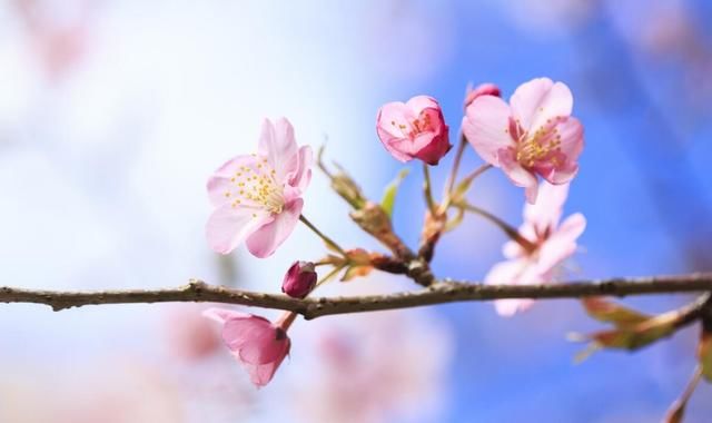 生肖羊,【点击此处】定制私人招桃花,招财方法,德高居士为你做一对一