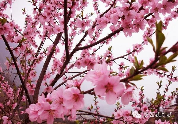 长安区南"桃溪堡",传说中"人面桃花"的故事就发生在这里,要不要来撞撞
