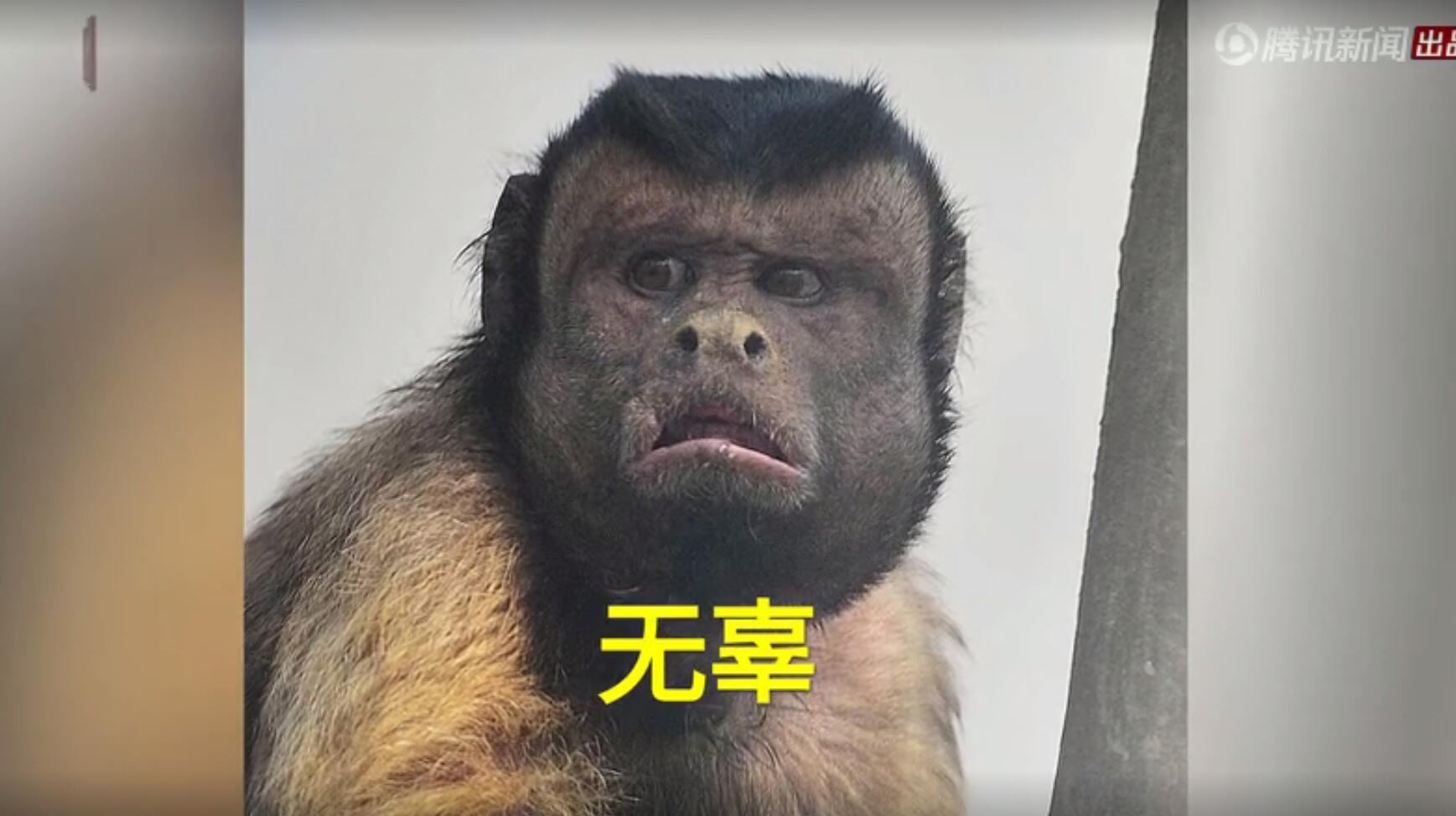2018年3月,天津动物园一只猴子由于自带表情包效果而蹿红网络,给人们