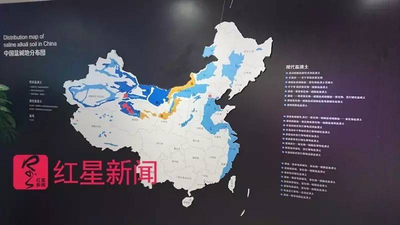 袁隆平的新战场:盐碱地上试种的海水稻出穗了,预期亩产350公斤