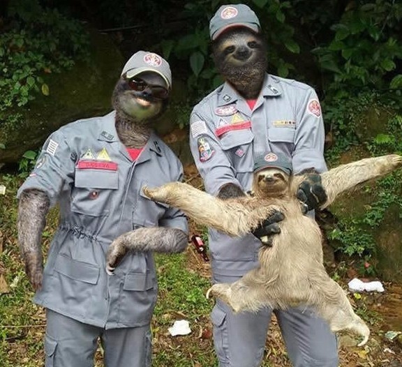 这张树懒获救照片一上传就引出各路ps大神,第一张真的笑死人了