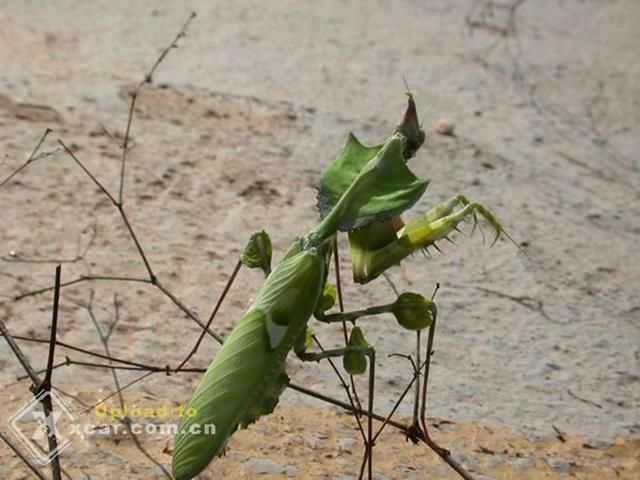 非洲绿巨螳螂,最大的螳螂