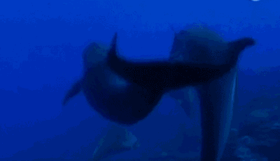 几乎所有品种的海豚都会出现这种情况, 可以说是一种非常普遍的现象.