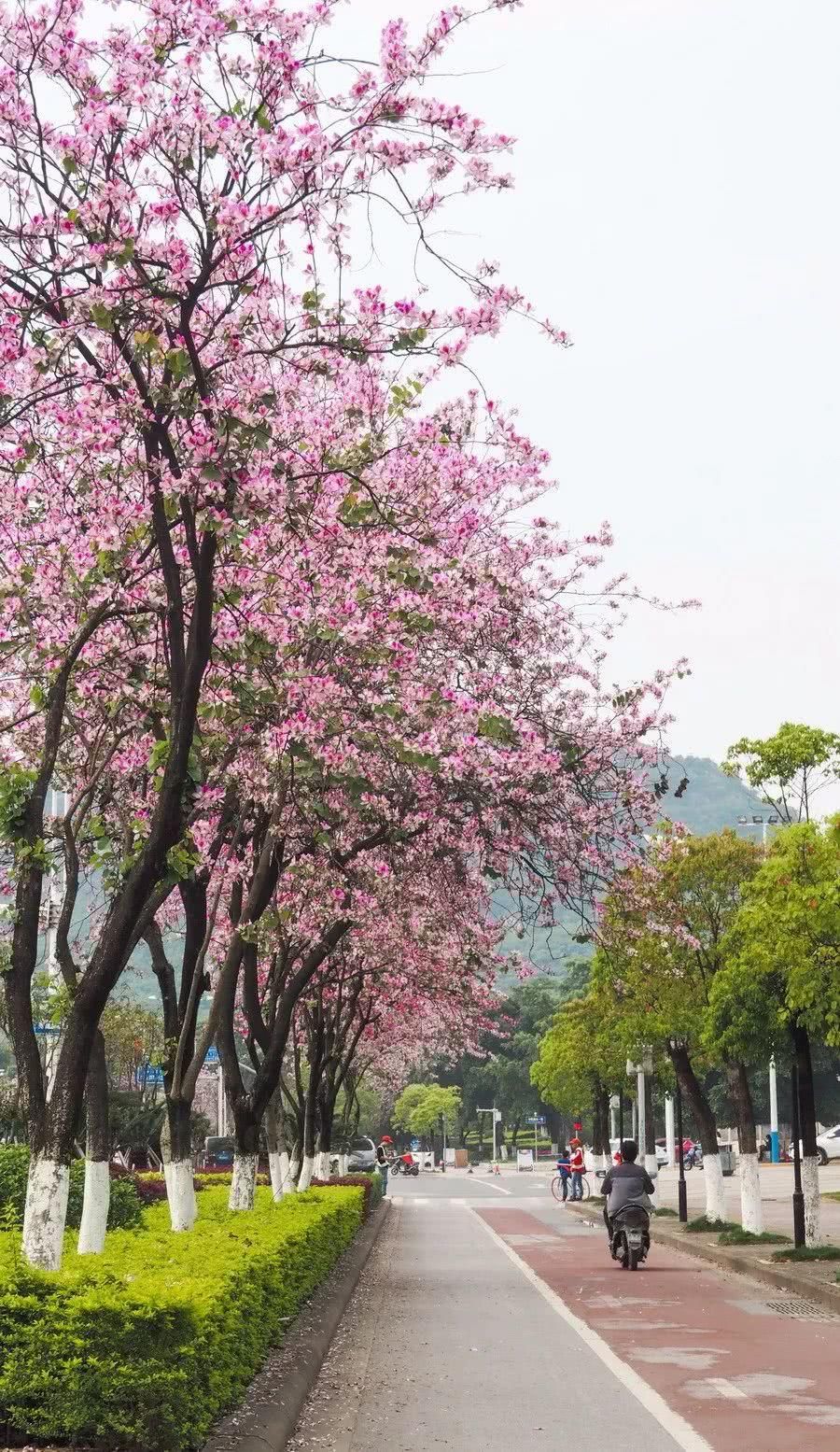 桂平人在柳州看紫荆花