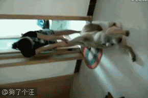 搞笑gif丨兄弟,哥只能帮你到这里了