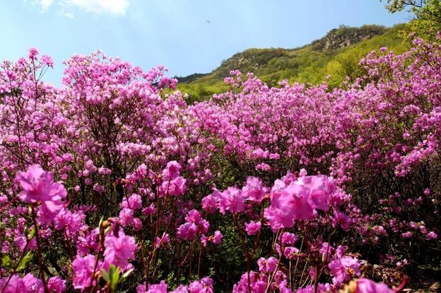 北京最大的"高山杜鹃花海"集结地,喇叭沟门杜鹃花海