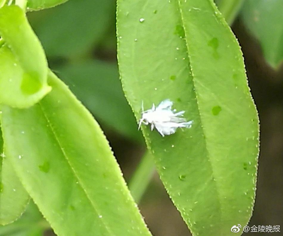 注意了!这不是白色毛絮 而是长翅膀的"活物"