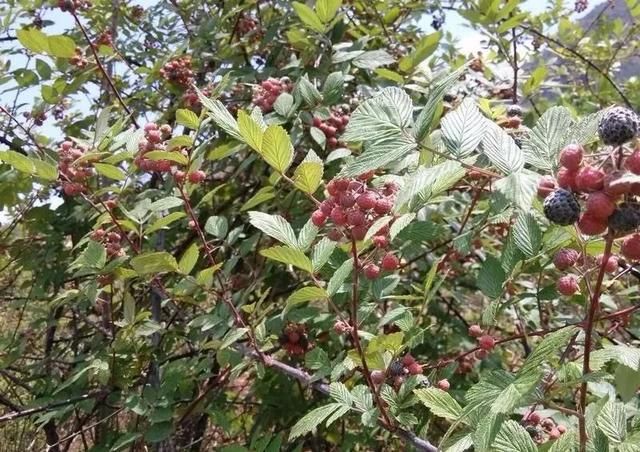 清明外出踏青 摘一把"泡果" 回忆儿时味道