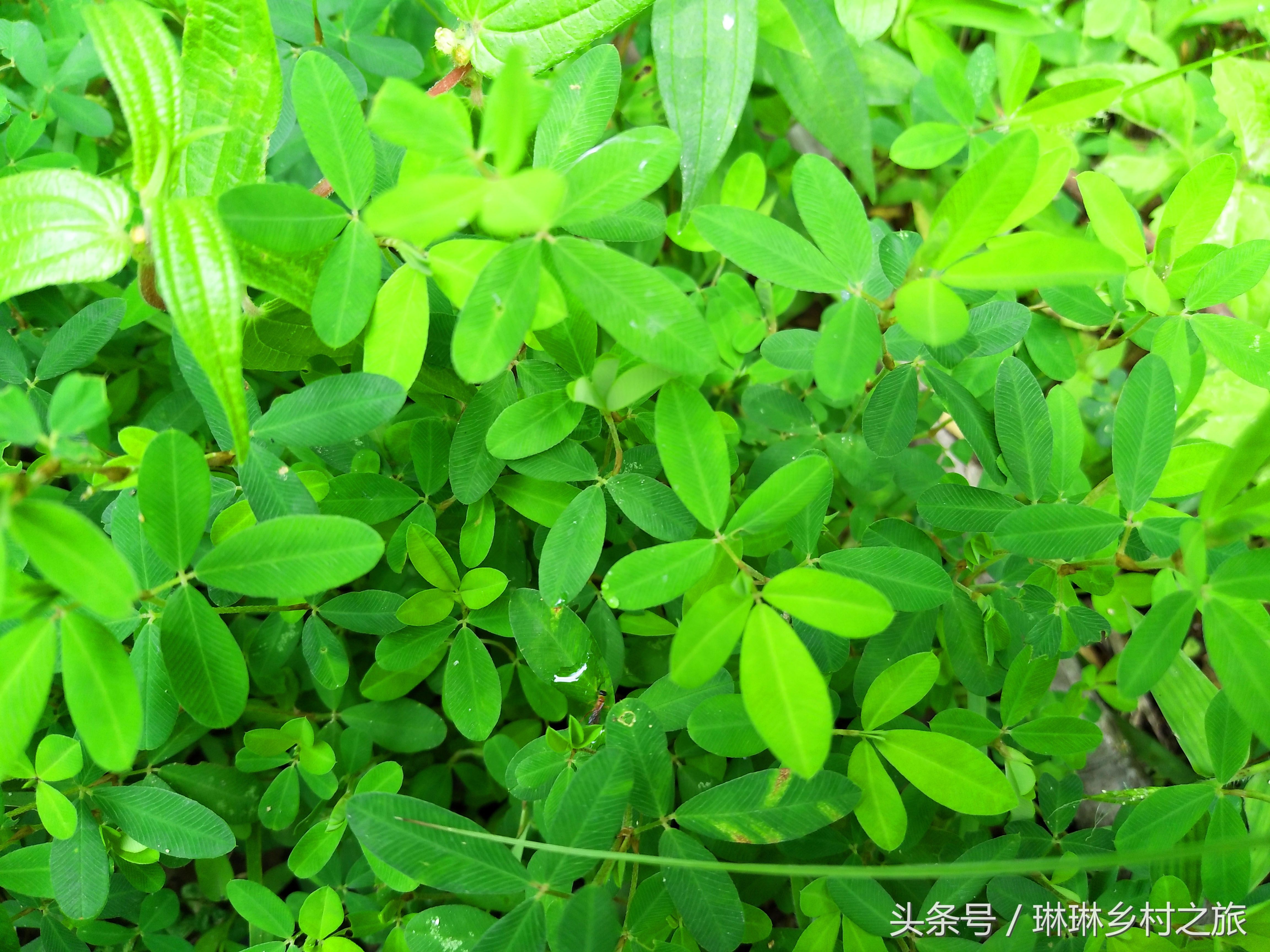 农村一种不起眼的野草,人称"鸡眼草",用来炒猪肝美味有营养