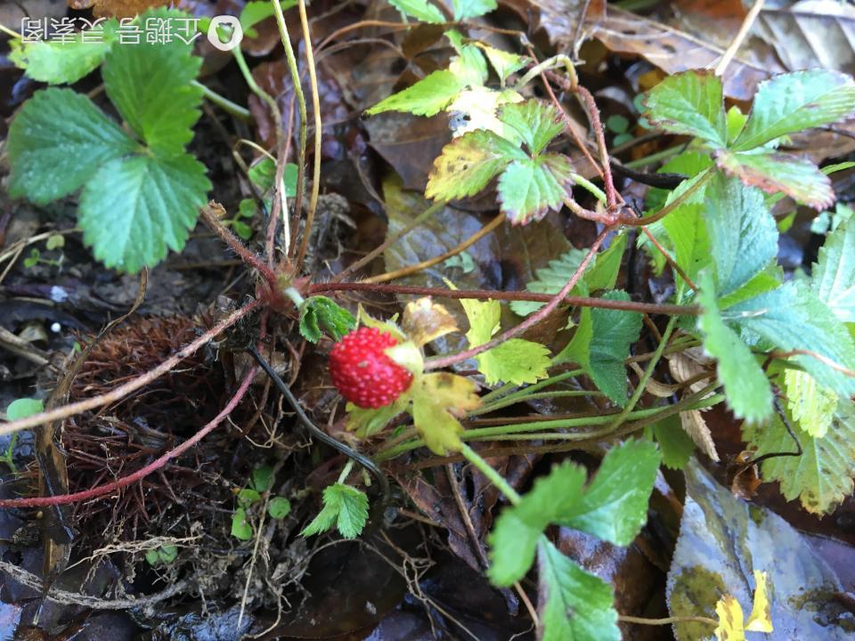 这个叫蛇莓的植物,又叫野草莓,蛇泡草,龙吐珠,三爪风等,别称特别多,是