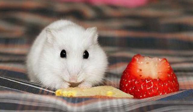 仓鼠细菌多吗有狗了养仓鼠 有没有事细菌多吗