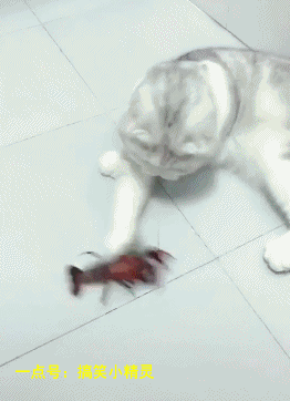 2. 喵星人:说好的玩游戏而已,你丫的咬我!