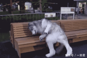 搞笑二哈动态图:最高能二的动物只属于二哈了,哈哈