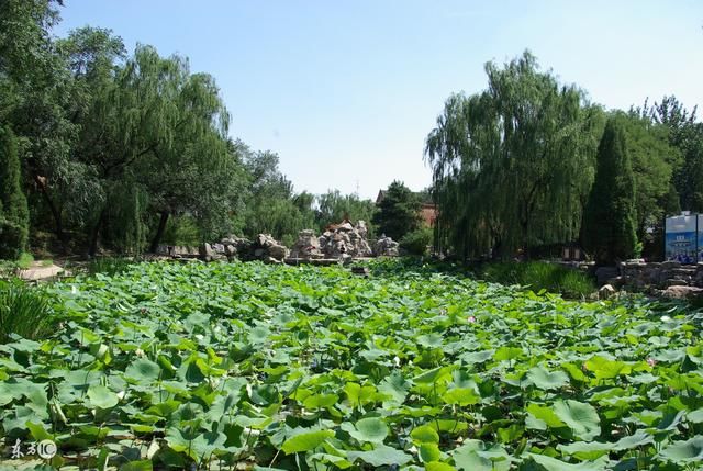 方正莲花湖公园是颇为著名的赏花景区-北京时间