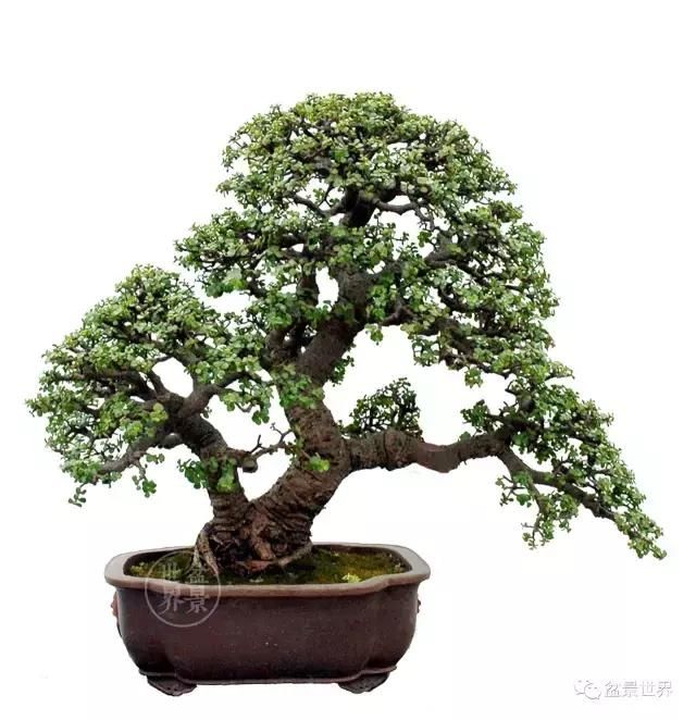 一组盆景作品欣赏,马齿苋树又称金枝玉叶