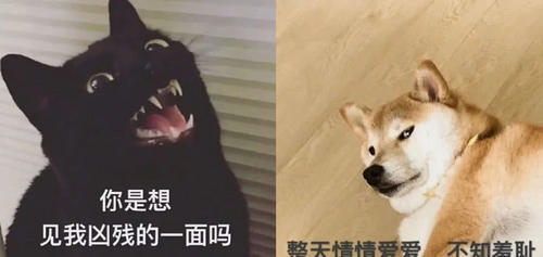 萌宠·搞笑表情包,不做"话题终结者",要做聊天中的"王者"