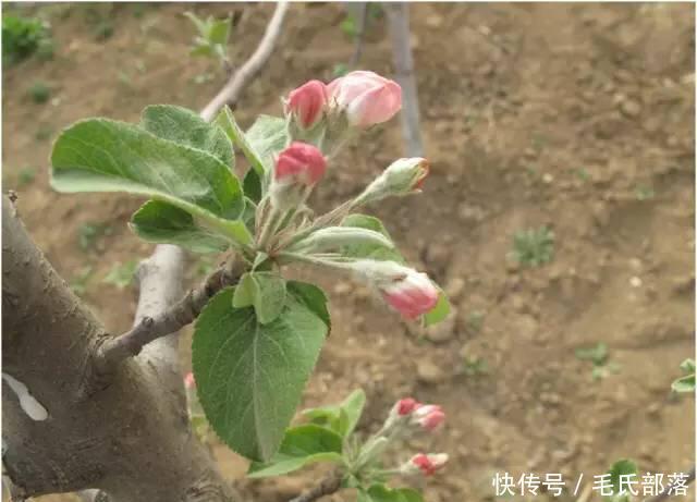 苹果树栽培技术|苹果树带分枝大苗建园当年冬季修剪