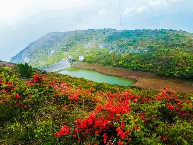 雾影看花上保山,杜鹃盛开别样红