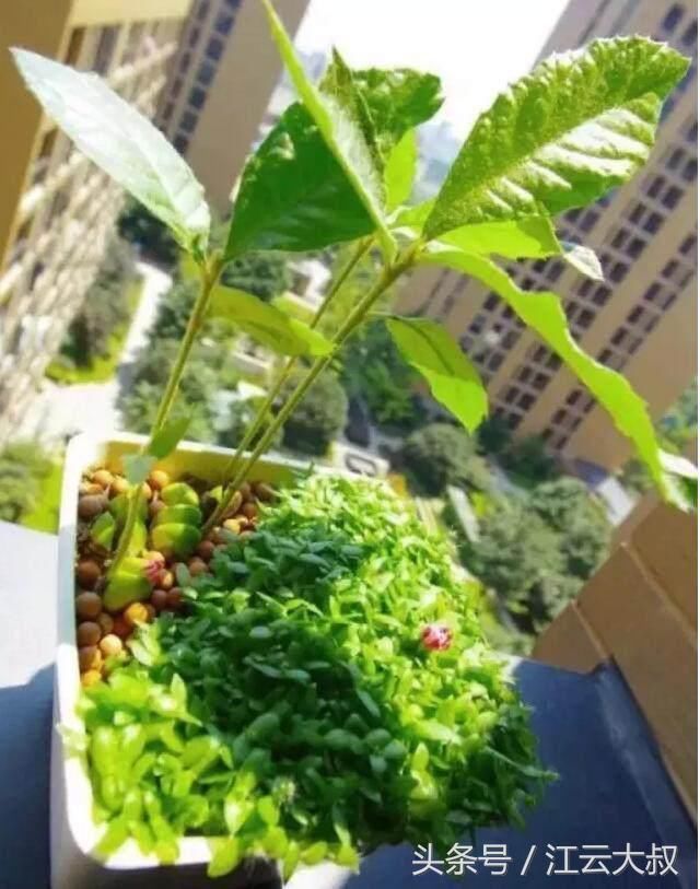 13,释迦别名番荔枝种植的盆栽