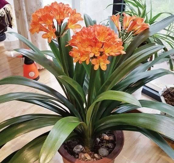 君子兰什么时候换盆好掐准时间,"憋"满花芽