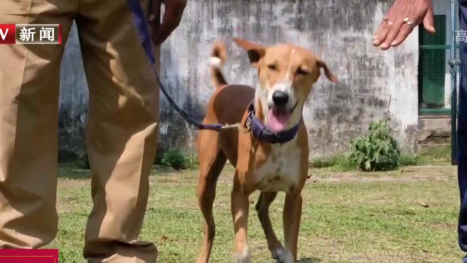 印度流浪狗变身嗅探犬