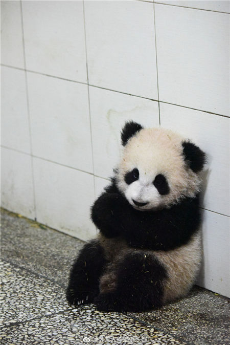 卧龙大熊猫俱乐部 这位被麻麻遗忘的宝宝实在是太可怜了,老干妈们