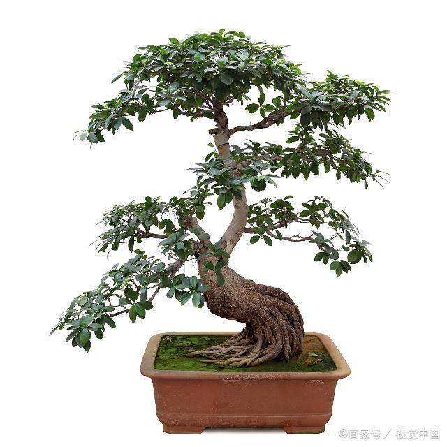 盆景技艺口诀,真正领悟了就离大师不远了