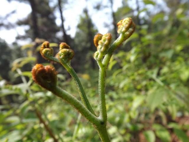 长白山有哪些好吃的山野菜?