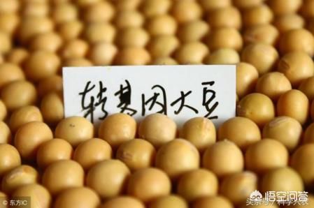 想要分辨黄豆是否是转基因,方法其实很简单,在家就能够操作
