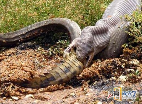 昨晚我梦见别人送我的乌龟跑出去被蟒蛇咬死了